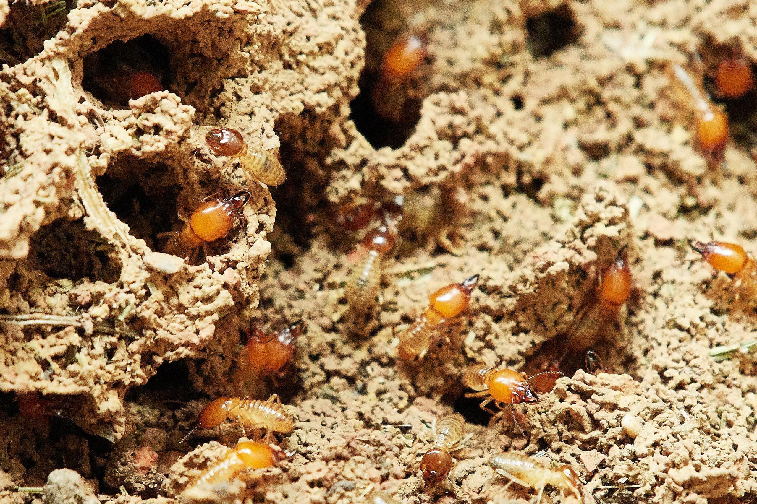Termites Making a Meal of Your Home?