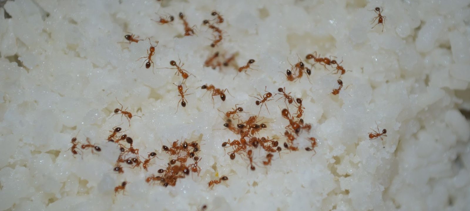 How to Keep Ants Out of Your Home