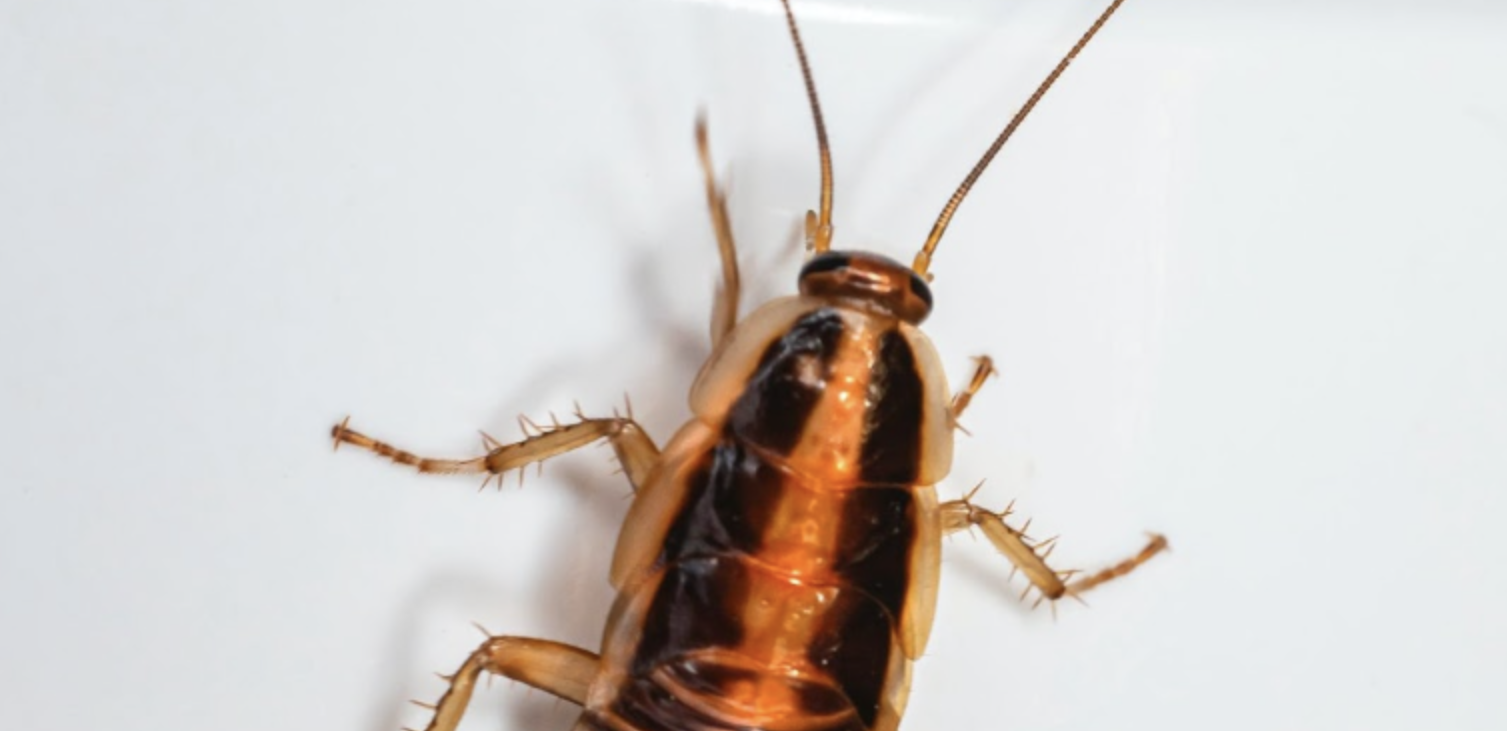 6 Cockroach Prevention Tips You Need to Know