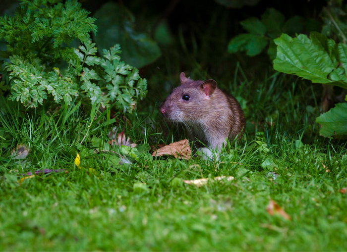 mouse in forest