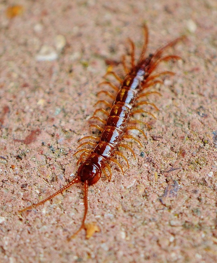centipede