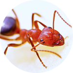 Fire ant
