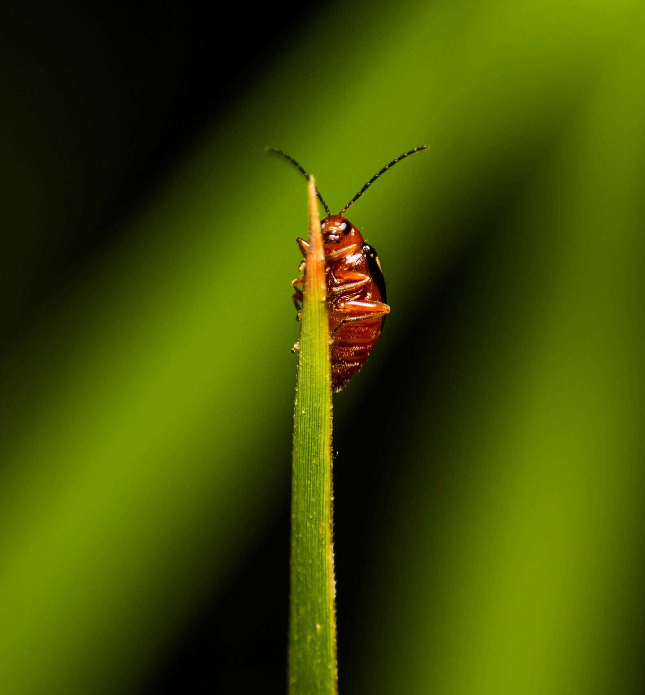 cockroach climbing a leaf