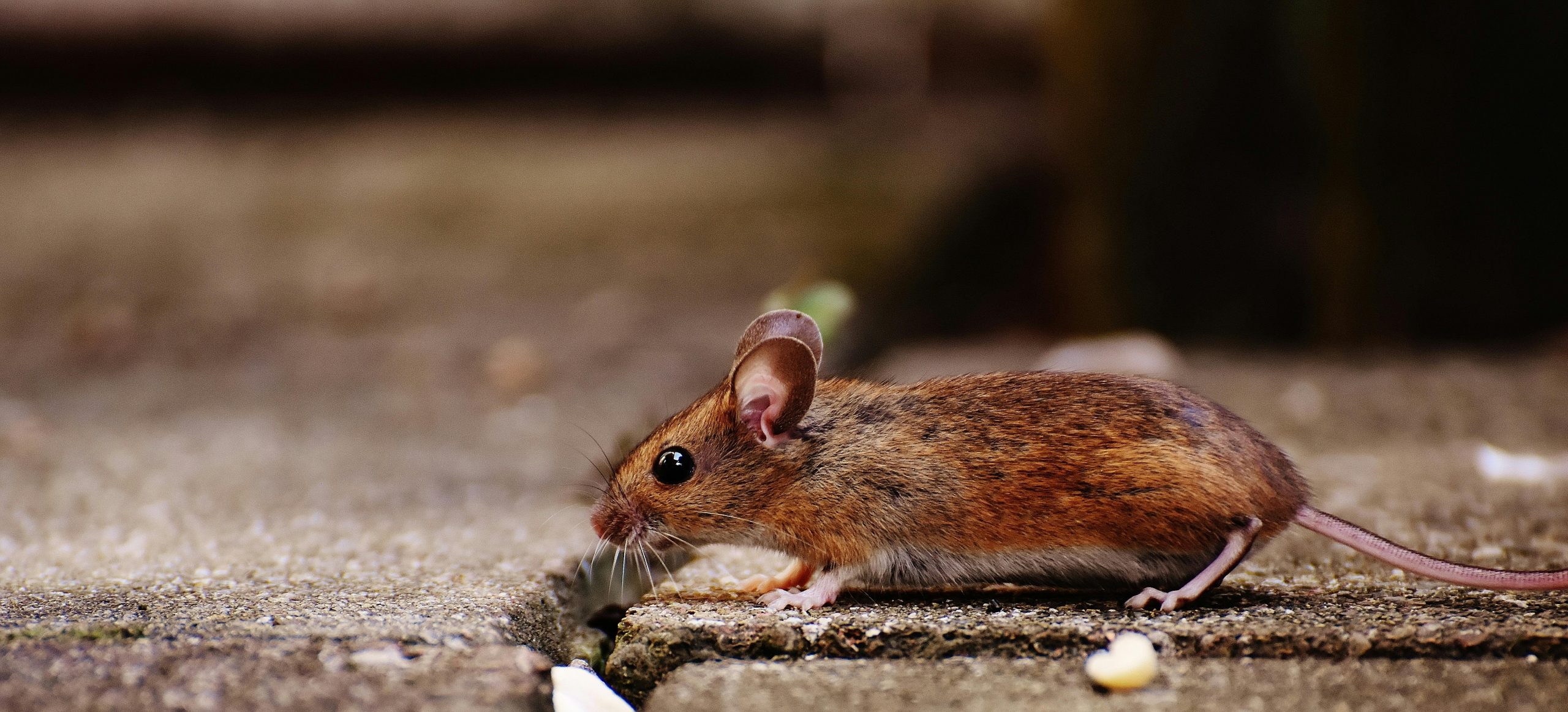 What Is Pest Control and Why You Need It