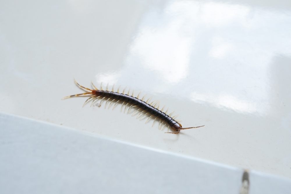 centipede