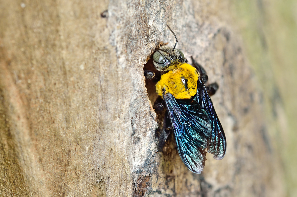 Carpenter,Bee,In,The,Nature