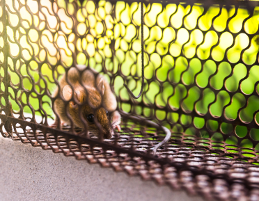 Mice inside a trap