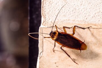 Roach on a wall outside