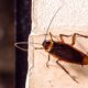 Roach on a wall outside