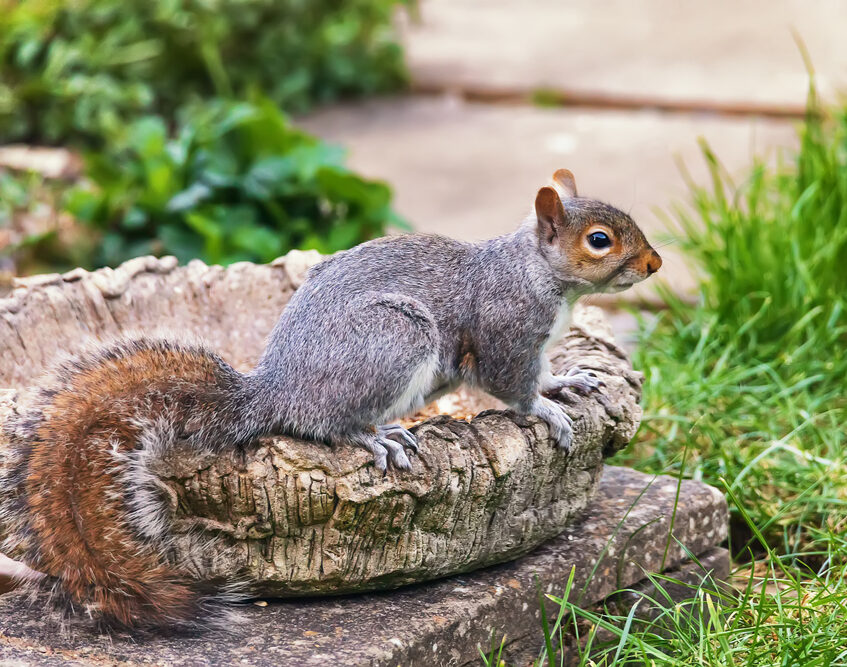 Wildlife Removal Services