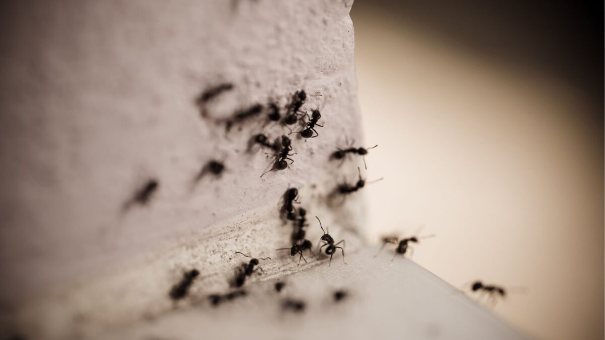 Ant Infestation Orlando