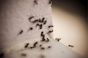 Ant Infestation Orlando