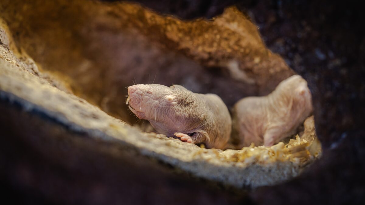 Vole in the ground