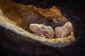 Vole in the ground